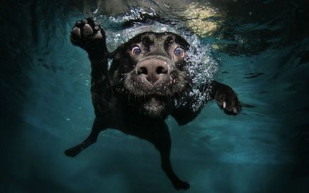 Nu toți câinii pot înota