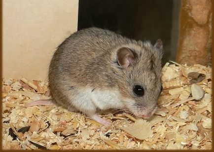 caracteristică specii de hamsteri pitici Roborovski și chineză