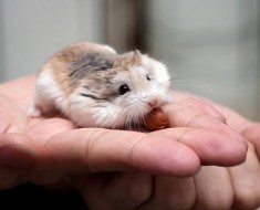 caracteristică specii de hamsteri pitici Roborovski și chineză