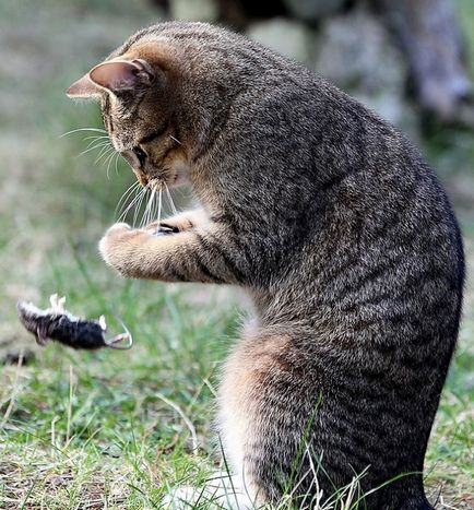 Caracteristicile cele mai bune rase de pisici de șobolan-fixative cu fotografiile lor