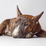 Bull Terrier caine rasa standarde caracteristice de îngrijire și pentru animale de companie fotografii