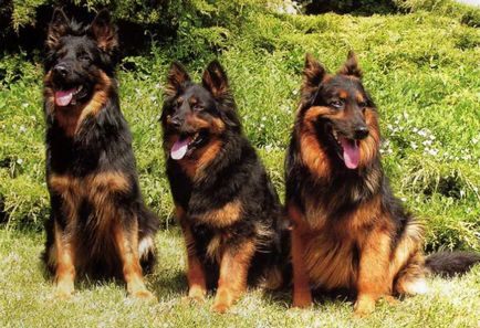 Chodsko istorie câine rasa, aspectul, întreținere și îngrijire (foto)