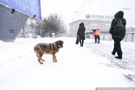 Adăpostul gazda pentru animale de nunti câine „sunt periculoase atunci când în contact direct“ - o nouă