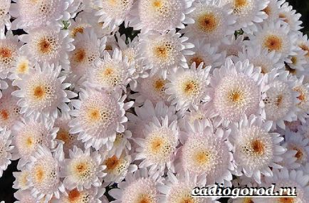 flori crizantema