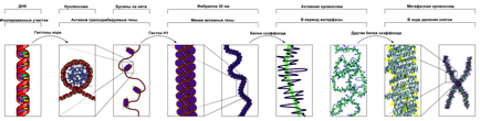 Cromatinei - l