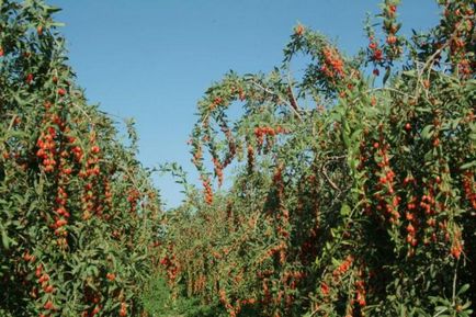 Goji - recenzii Doctori