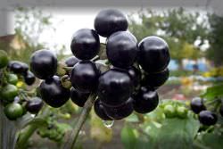 Descriere Berry Sunberry pe site-ul oficial, proprietăți utile, de plantare și de reproducere, sfaturi
