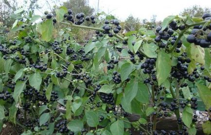 Descriere Berry Sunberry pe site-ul oficial, proprietăți utile, de plantare și de reproducere, sfaturi