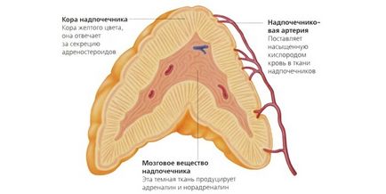 boala suprarenale la femei dureroase simptome și tratament