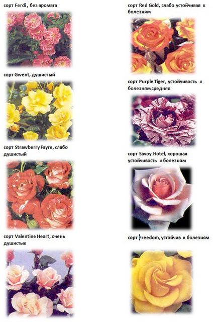 Mirosul de trandafiri și caracteristica sa