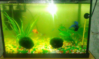 Rula corect acvariu (Aquarium) Rula corect acvariu
