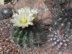 Înflorată cactus - un semn, șopti