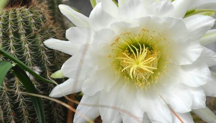 semne de valoare cactus înflorite