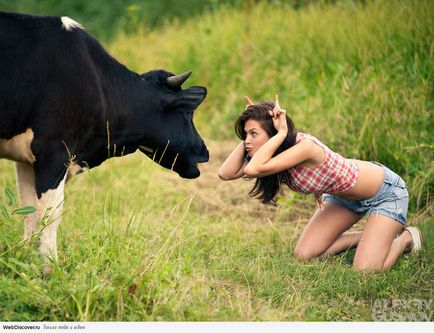 Al tău graba de vaca, ce să facă