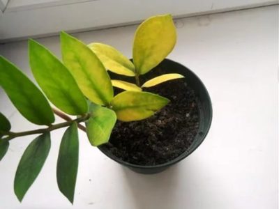 Frunzele galbene din motive Zamioculcas care fac, cum să aibă grijă de la domiciliu