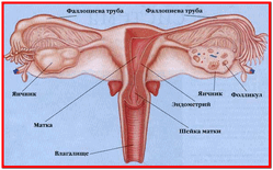 Tratamentul bolii pentru femei de boli feminine remedii populare și metode