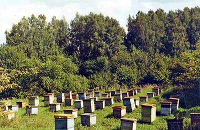 „Bee“ Journal - tratarea albine din diferite boli