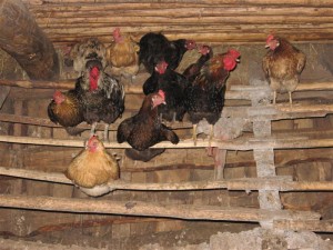 coop de iarnă construi cu propriile lor mâini (Coop de pui) coop de iarnă construi cu propriile lor mâini