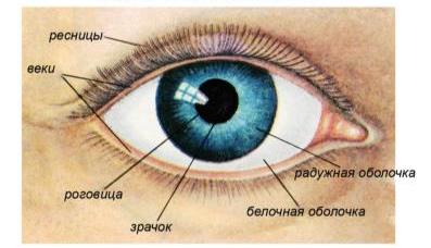 Pupila ochiului este situat în cazul în care și ceea ce este funcția de