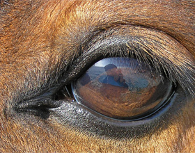 cai Vision și cal mai ales ochii testate, calul meu