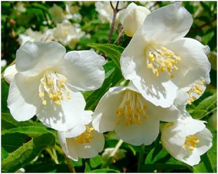 10 arbuști populare flori pentru grădină