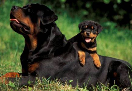 10 rase de câini mai loiali, mai proaspăt - cel mai bun din ziua în care ați avea nevoie vreodată!