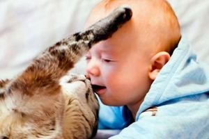 30 fotografii amuzante ale copiilor cu pisica (fotografii amuzante de pisici) 30 fotografii Fun copiilor cu pisici