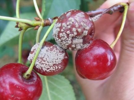 9 Boli cherry cherry la fața locului frunze, klasterosporioz, antracnoza, și alte moniliosis