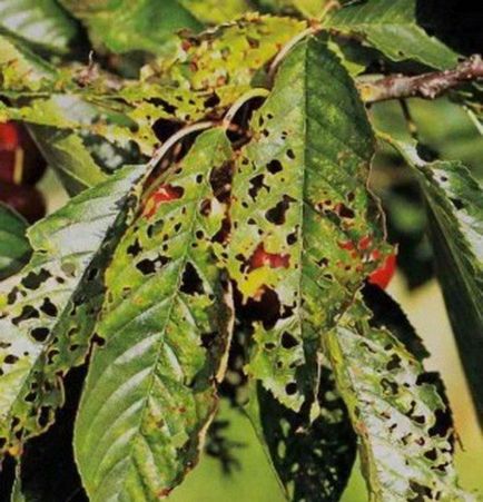 9 Boli cherry cherry la fața locului frunze, klasterosporioz, antracnoza, și alte moniliosis