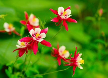 9 plante cu flori atractive, mai
