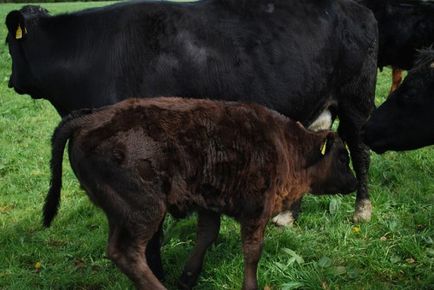 Aberdeen Angus vaci și tauri fotografii, descriere