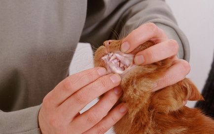 Anemia la pisici - simptome, tratament, medicamente, cauze de cei mai buni prieteni (anemie) Anemia la pisici - simptome, tratament, medicamente, cauze de cei mai buni prieteni