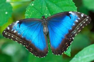 Fapte fluture și informații