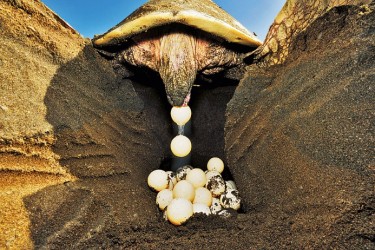 Sarcina și broaște țestoase de stabilire a oua - totul despre țestoase și țestoase