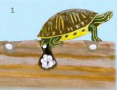 Sarcina și broaște țestoase de stabilire a oua - totul despre țestoase și țestoase