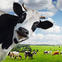 Planul de afaceri al vitelor agricole