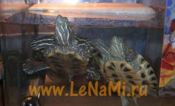 Boli krasnouhih țestoase și tratarea lor