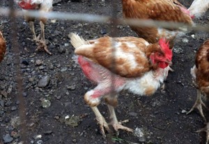 Boli ale găinilor ouătoare și tratarea acestora, simptomele bolii și tratamentul puilor, ochi găini tratate