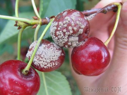 Boala Cherry și tratamentul lor