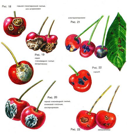 Boala Cherry și tratamentul lor