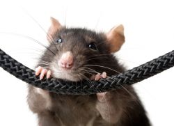 Ce se tem de șobolani