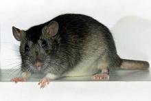 Ce se tem de remedii populare șobolani și substanțe chimice, dezinfectie si deratizare - informații