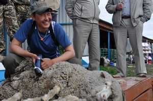 Ce și cum să tundă foarfece crescătorilor de ovine, în special utilizarea regulilor de tunsul oilor