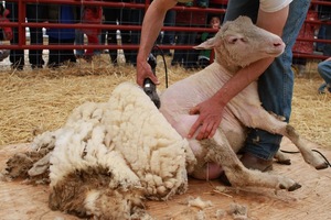 Ce și cum să tundă foarfece crescătorilor de ovine, în special utilizarea regulilor de tunsul oilor