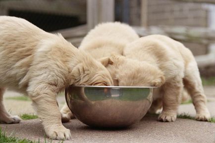 Ce să se hrănească un Dzhek Rassel Terrier - dieta si rata de zi cu zi