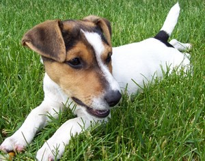 Alimentarea pui Dzhek Rassel Terrier-ul și pentru adulți