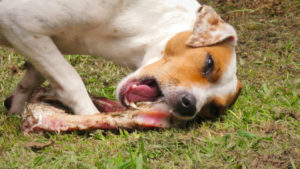 Feed Alegerea Terier de hrană pentru animale și produse alimentare (hrana pentru animale) Ce să se hrănească o alegere Terier de hrană pentru animale și produse alimentare