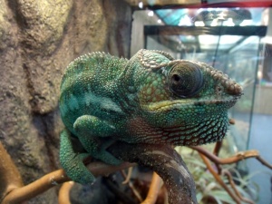 Furajul și altele asemenea cuprind un cameleon în casă (condiții) Furajul și altele asemenea cuprind un cameleon în casă