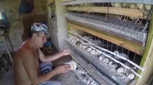 Ce să se hrănească prepelițe în special hrănirea vițeilor, găini și prepelițe la alergat mai bine (hrănire prepelița acasă decât să se hrănească găină prepelițe ouătoare trap) Ce să se hrănească prepeliță în special a vițeilor, găini și prepelițe s-au grabit la o mai bună