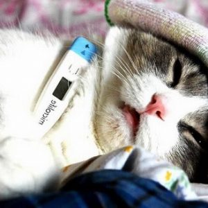 Ce obțineți de la o pisică boli cu transmitere de pisici